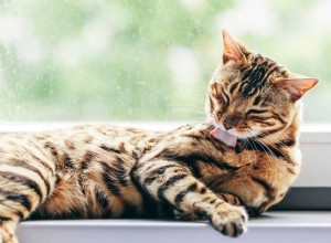 Способы, которыми кошки избавляются от стресса