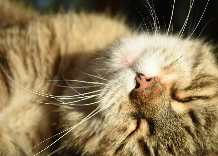 Proč kočky rády spí na slunci?