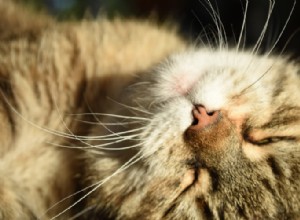고양이는 왜 햇빛 아래에서 자는 것을 좋아합니까?