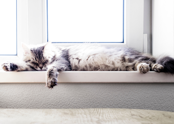 Waarom slapen katten graag in het zonlicht?