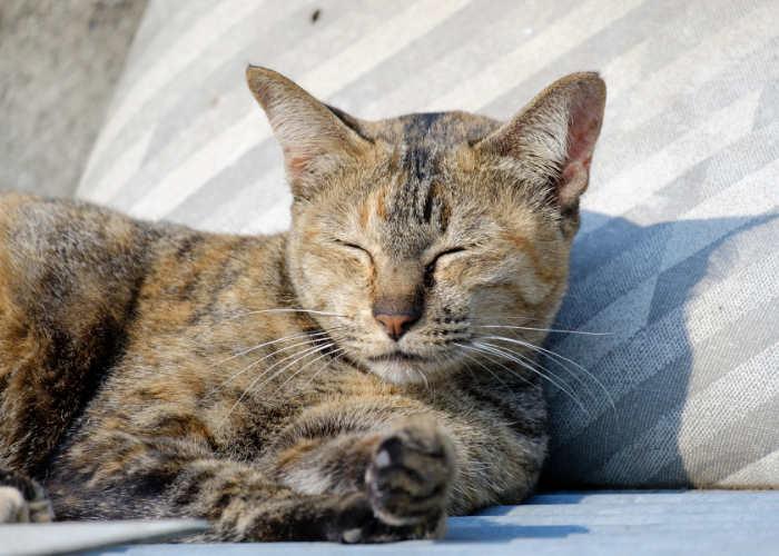 Por que os gatos gostam de dormir ao sol?