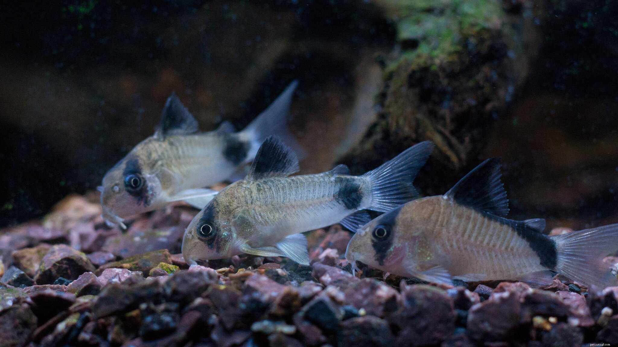 담수 수족관 물고기 호환성