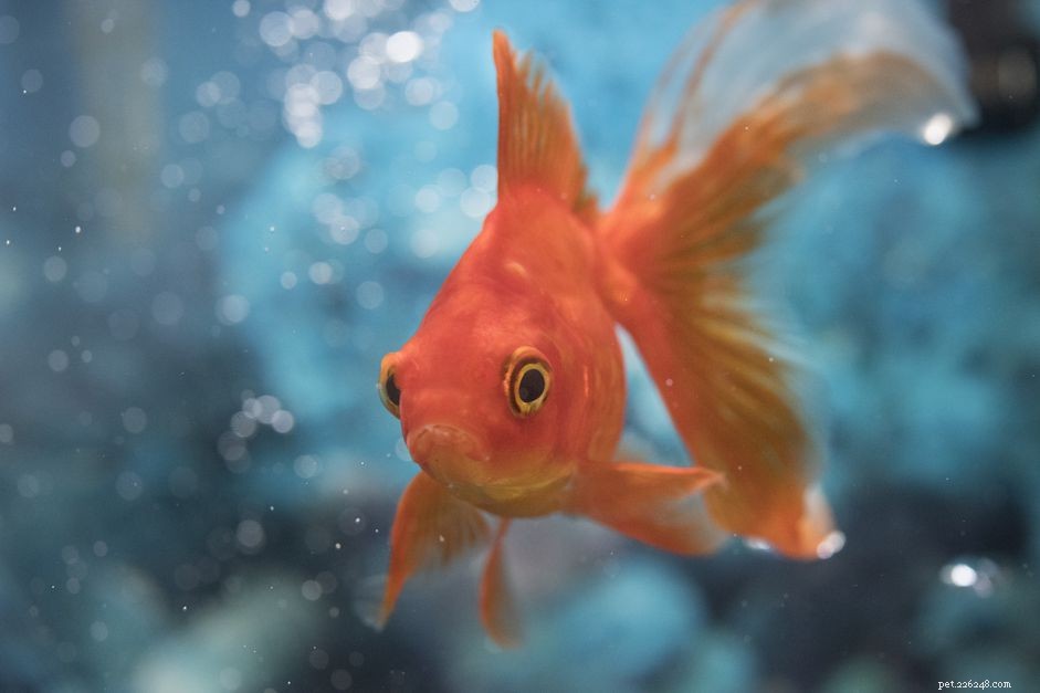 15 nomi di pesci rossi classici