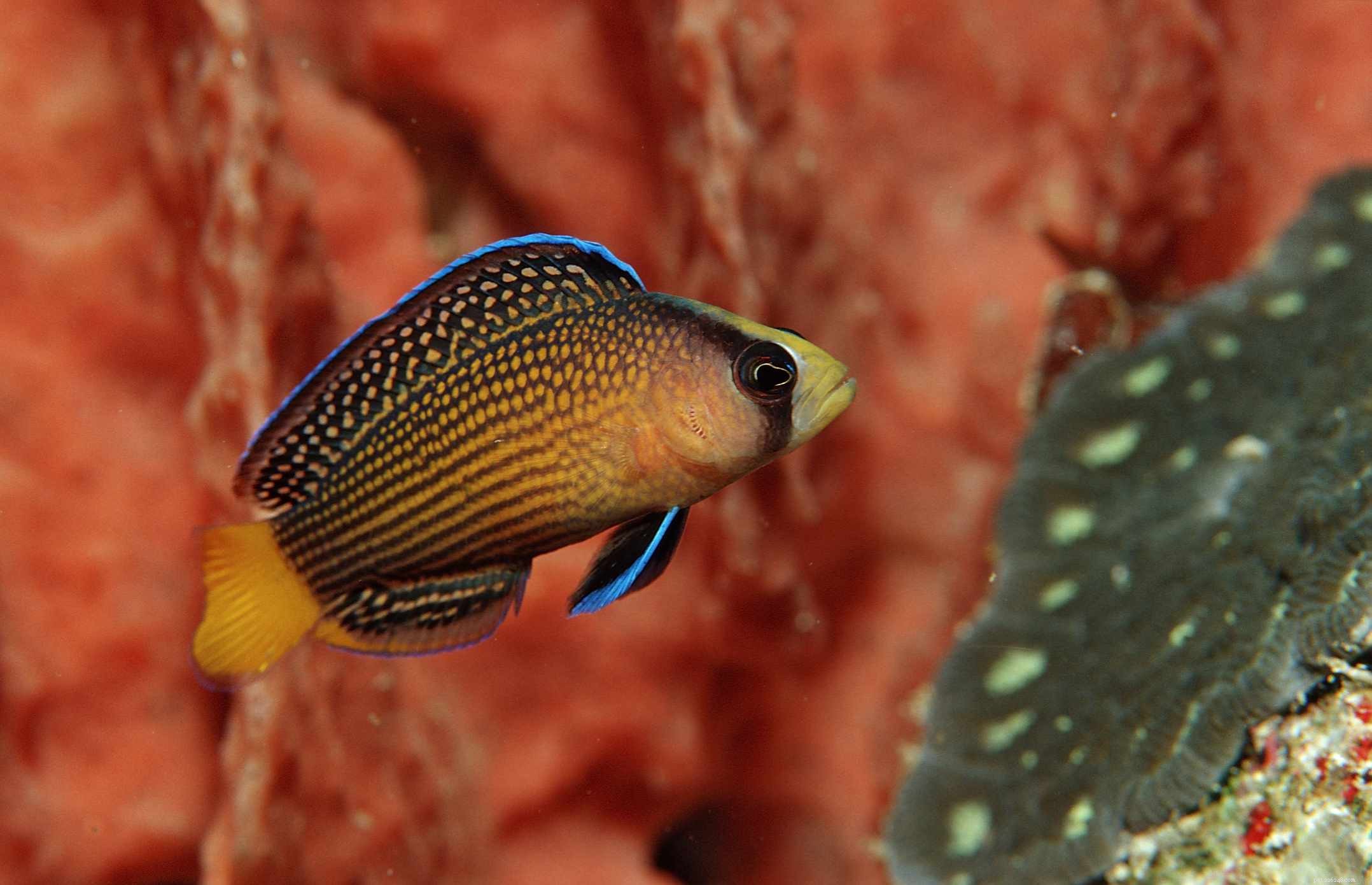 Emperor Angelfish:Species Profile