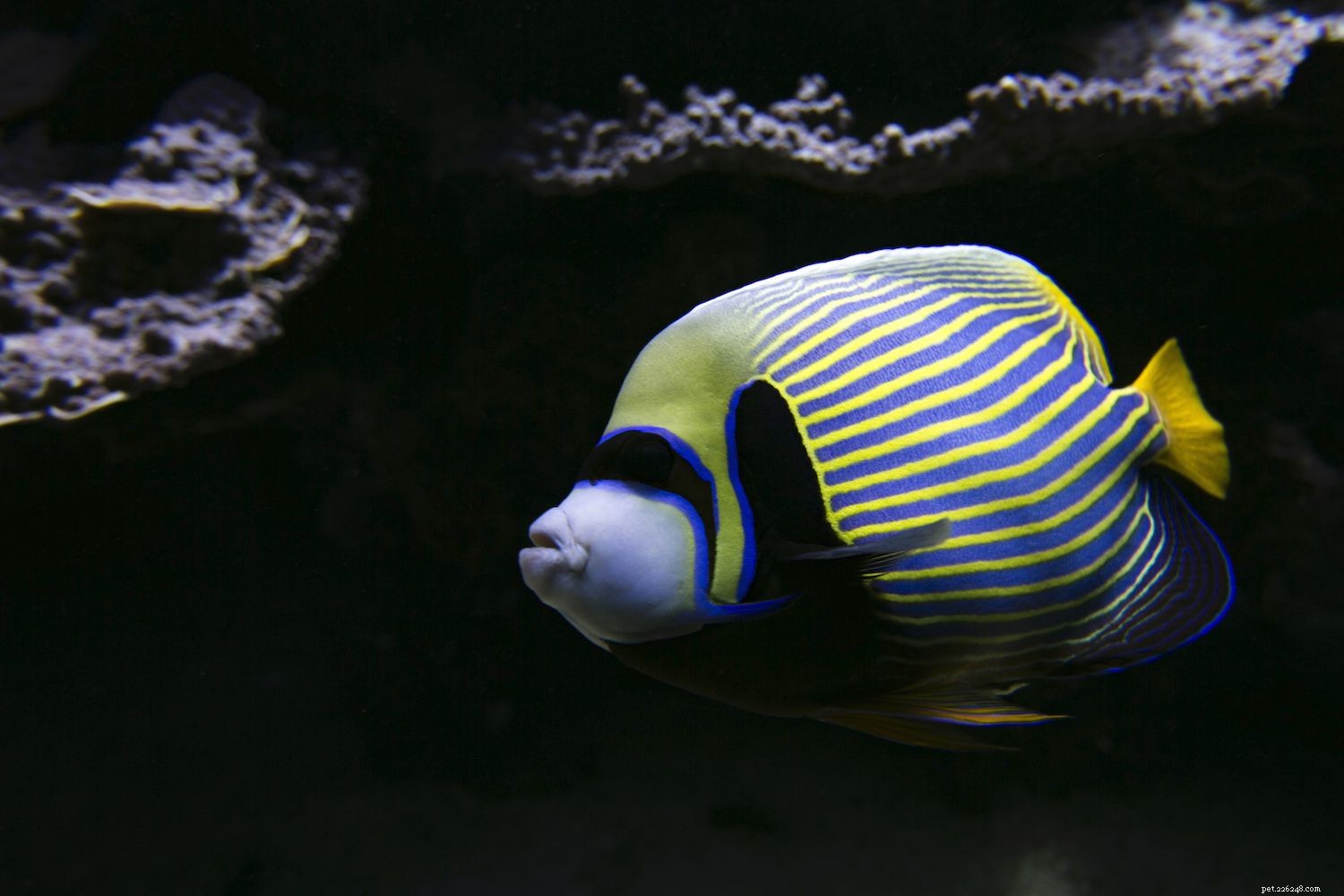 Emperor Angelfish:Species Profile