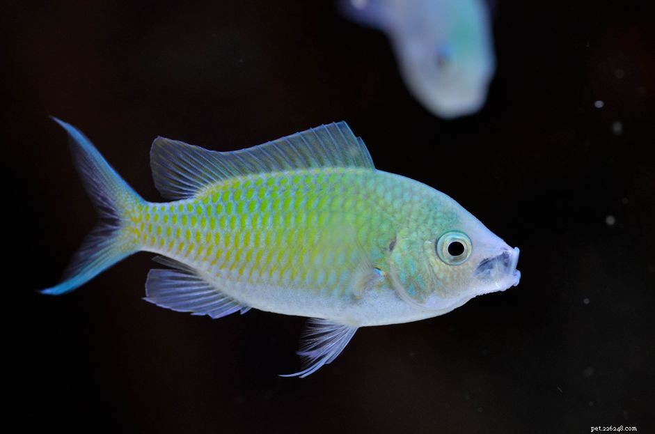 Синяя зеленая рыба Chromis (Chromis viridis):Профиль видов рыб