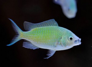 Peixe Chromis Verde Azul (Chromis viridis):Perfil da Espécie de Peixe