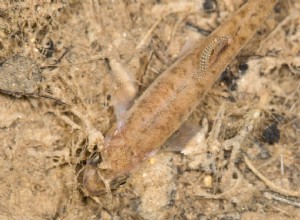 Como tratar sanguessugas em peixes de água doce