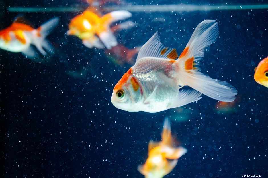 70 nápadů na názvy bílých ryb