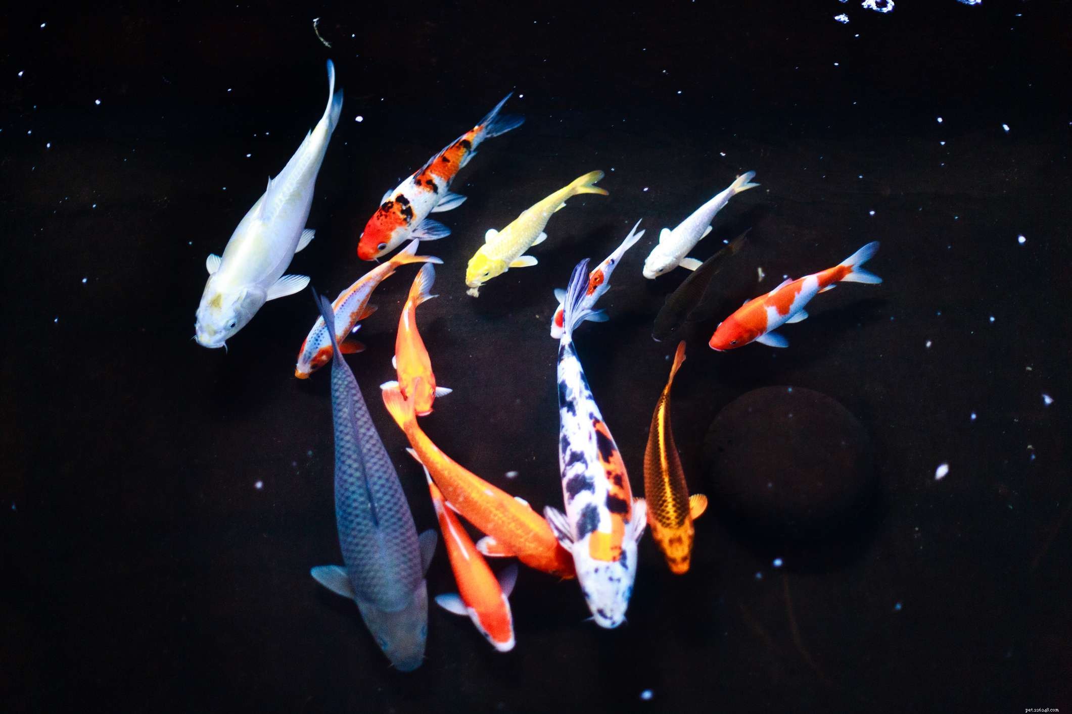 Koi :Profil des espèces de poissons