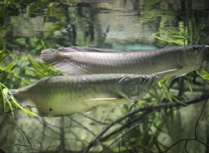 Perfil da espécie de peixe aruanã prateado