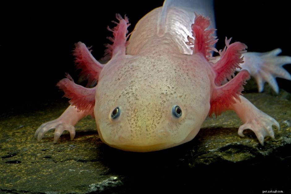 Typ vodních axolotlů, které potřebují