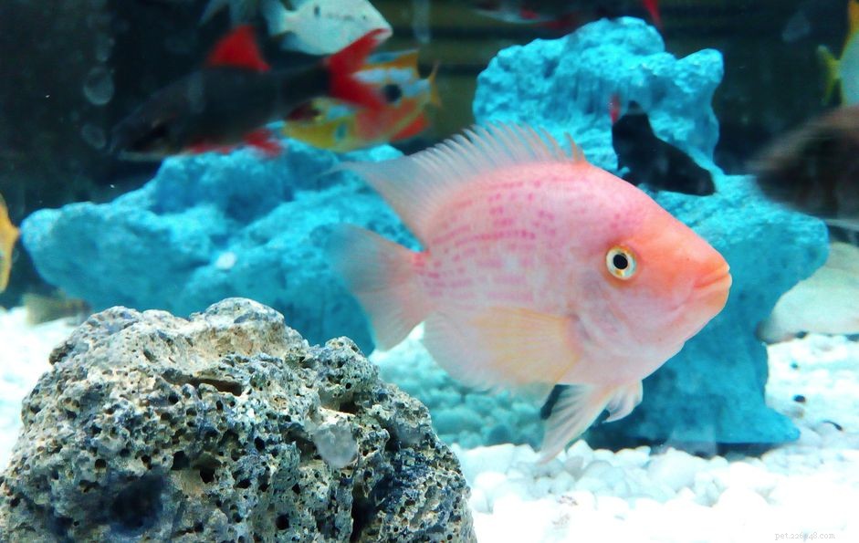 10 základních tipů pro zdraví ryb, jak udržovat akvária zdravá
