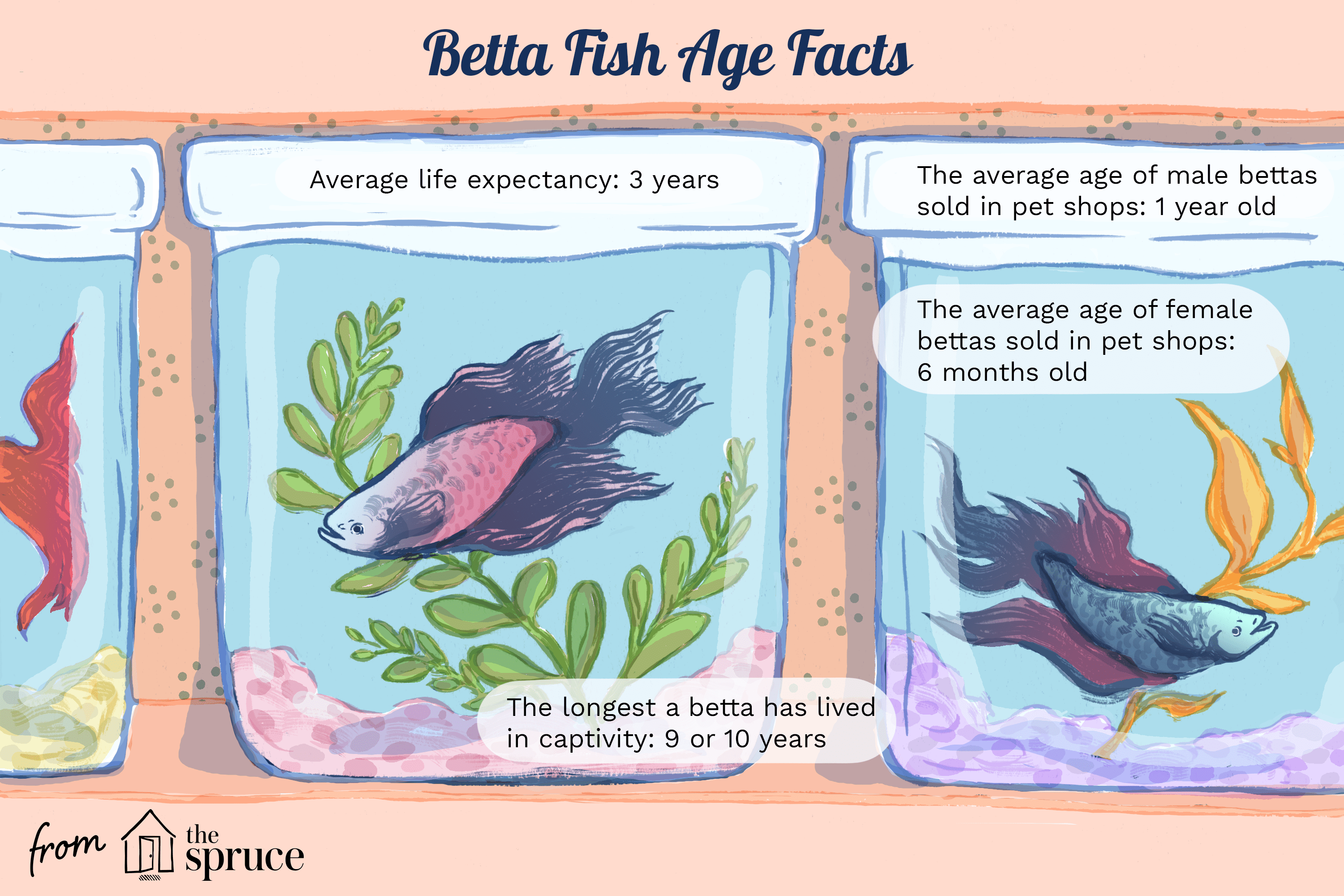 Как долго живут петушиные рыбки?