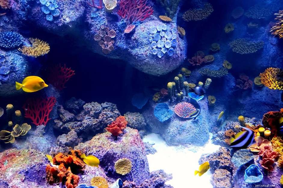 Co byste měli vědět o osvětlení akvárií