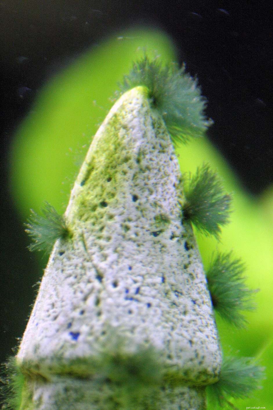 Как удалить бородатые водоросли из аквариума