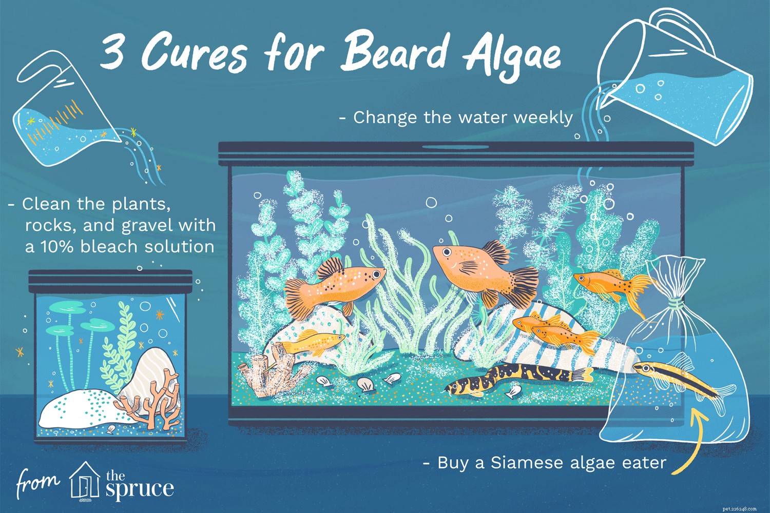 Como remover algas da barba do seu aquário