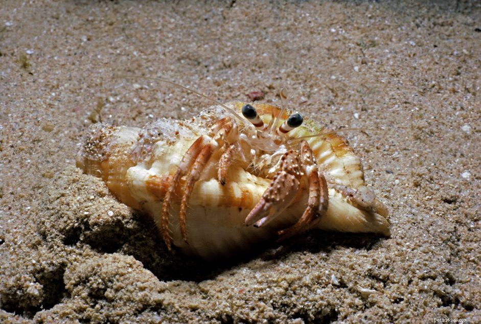Que faire si votre crabe ermite perd une patte
