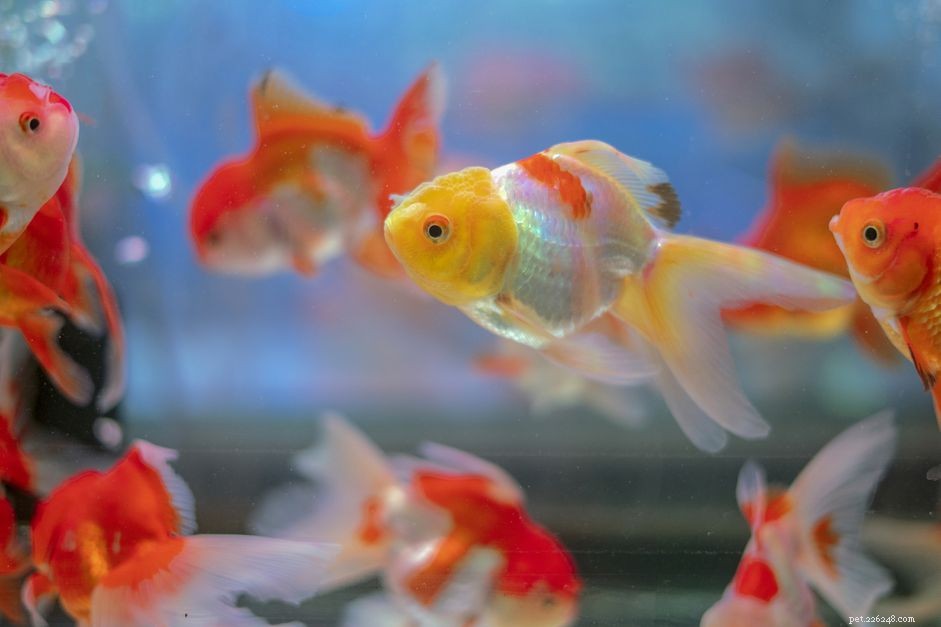 Qual ​​alimento é saudável para o peixe dourado?