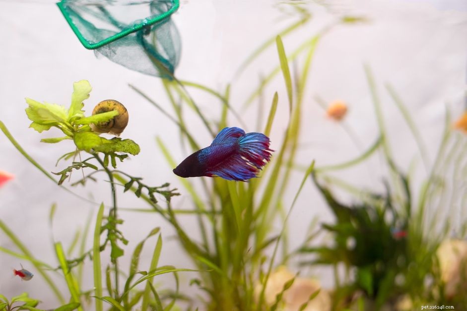 Vilka växter är säkra för Betta Fish?