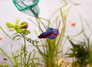 Quais plantas são seguras para peixes Betta?