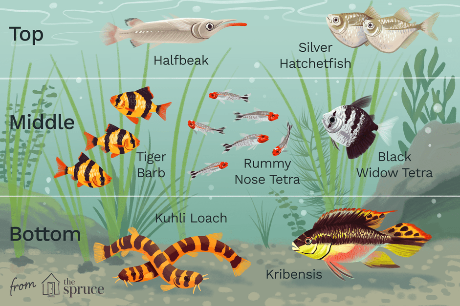 Een aquarium vullen met verschillende visniveaus
