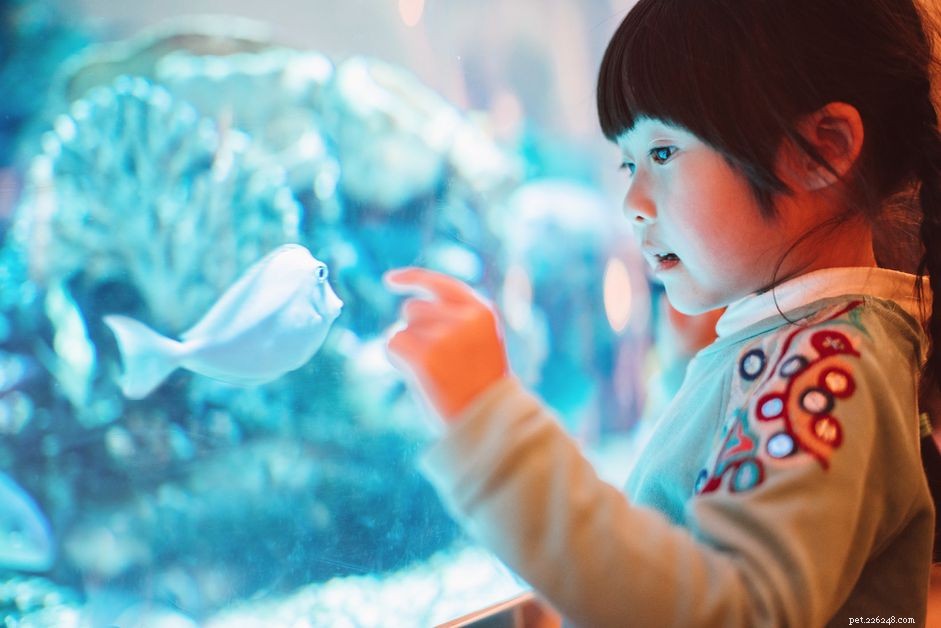 Köpa ett akvarium för ett barn eller tonåring