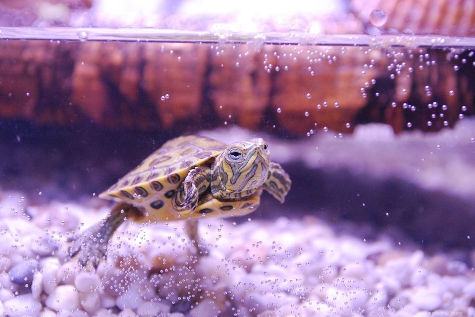 Quanto tempo as tartarugas vivem?