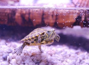Jak dlouho žijí želvy?
