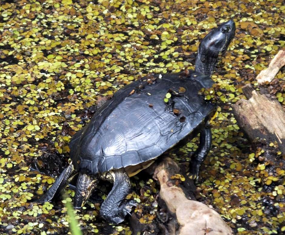 Tartaruga muschiata comune (Puzza puzzolente):profilo della specie