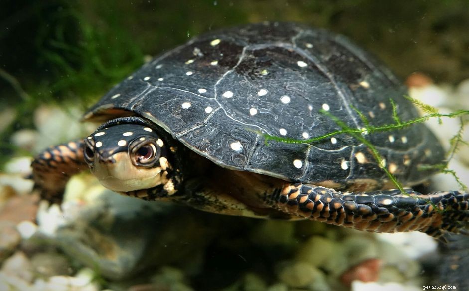Fläcksköldpadda (Clemmys Guttata):Artprofil