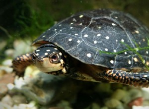 Gevlekte schildpad (Clemmys Guttata):Soortenprofiel