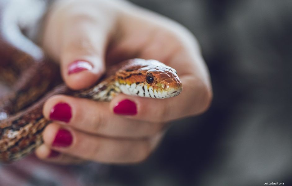 4 skäl till varför ormar väser