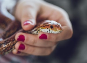 4 redenen waarom slangen sissen