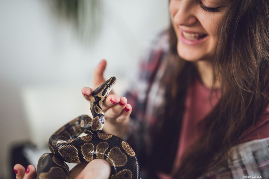 Zijn slangen graag huisdieren?