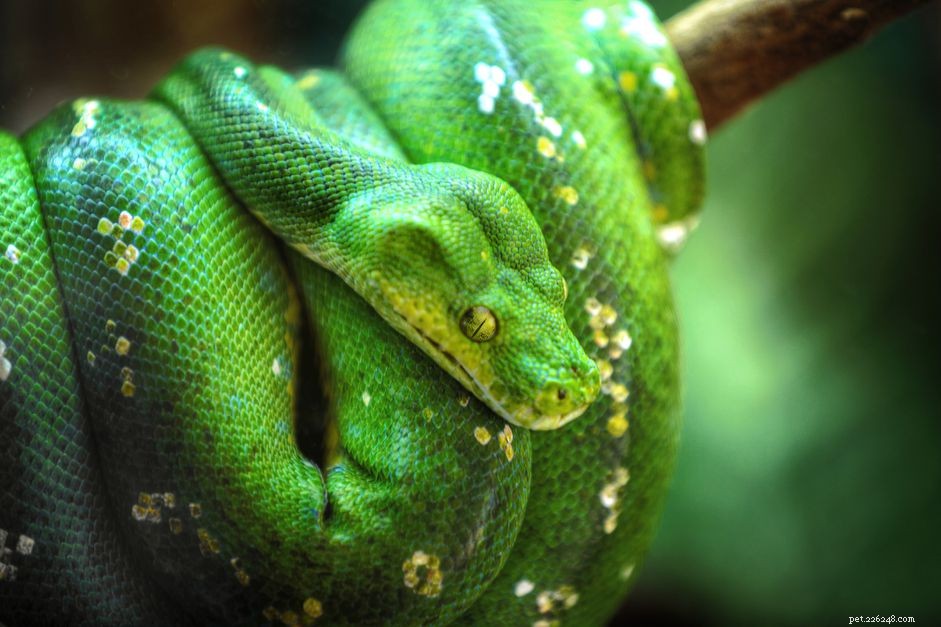 Aperçu des espèces de pythons verts