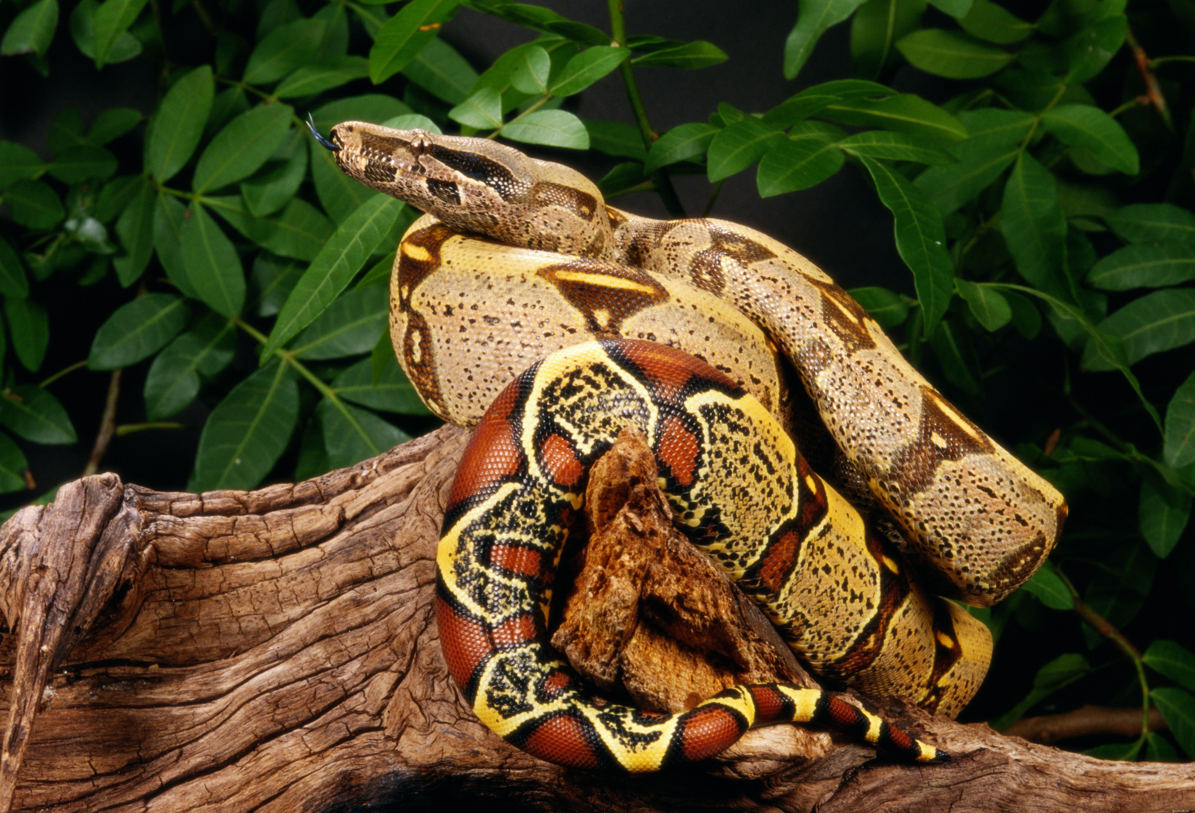 Druhy hadů běžně chované jako domácí mazlíčci