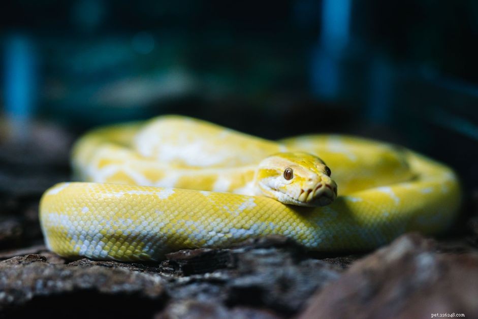 Espécies de cobras comumente mantidas como animais de estimação