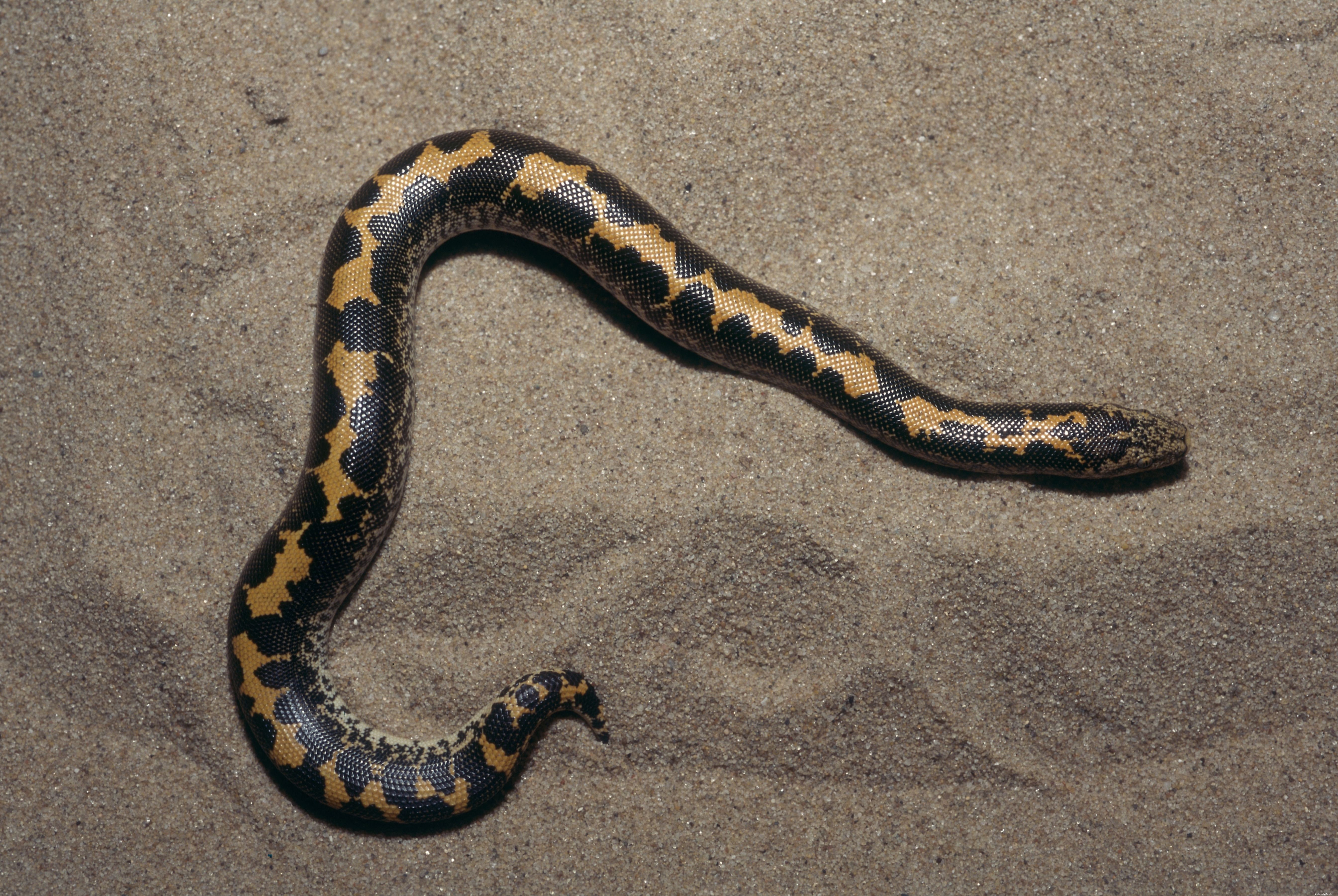 Виды змей, которых обычно содержат в качестве домашних животных
