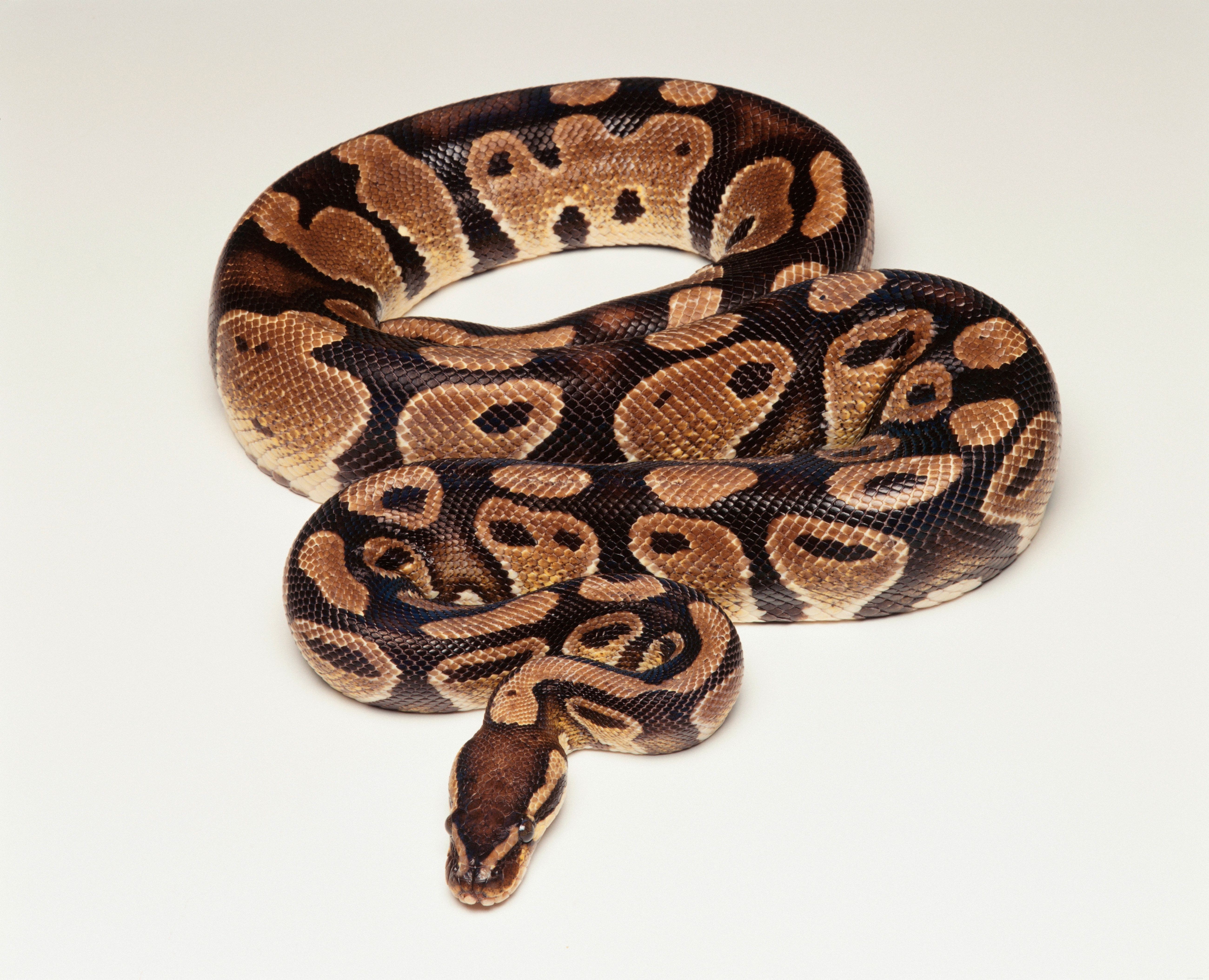 ペットとして一般的に飼われているヘビの種 