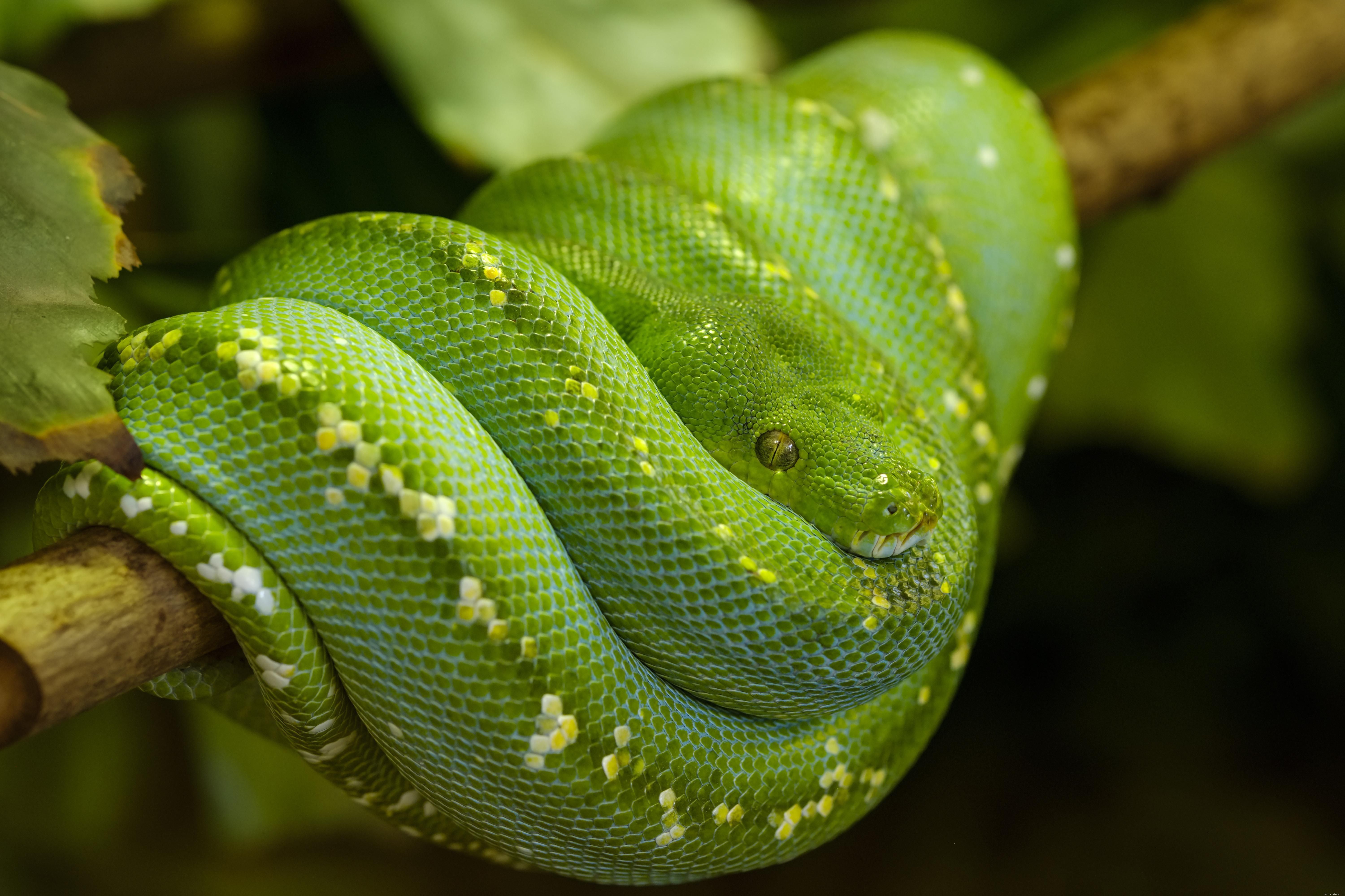 Espèces de serpent couramment gardées comme animaux de compagnie