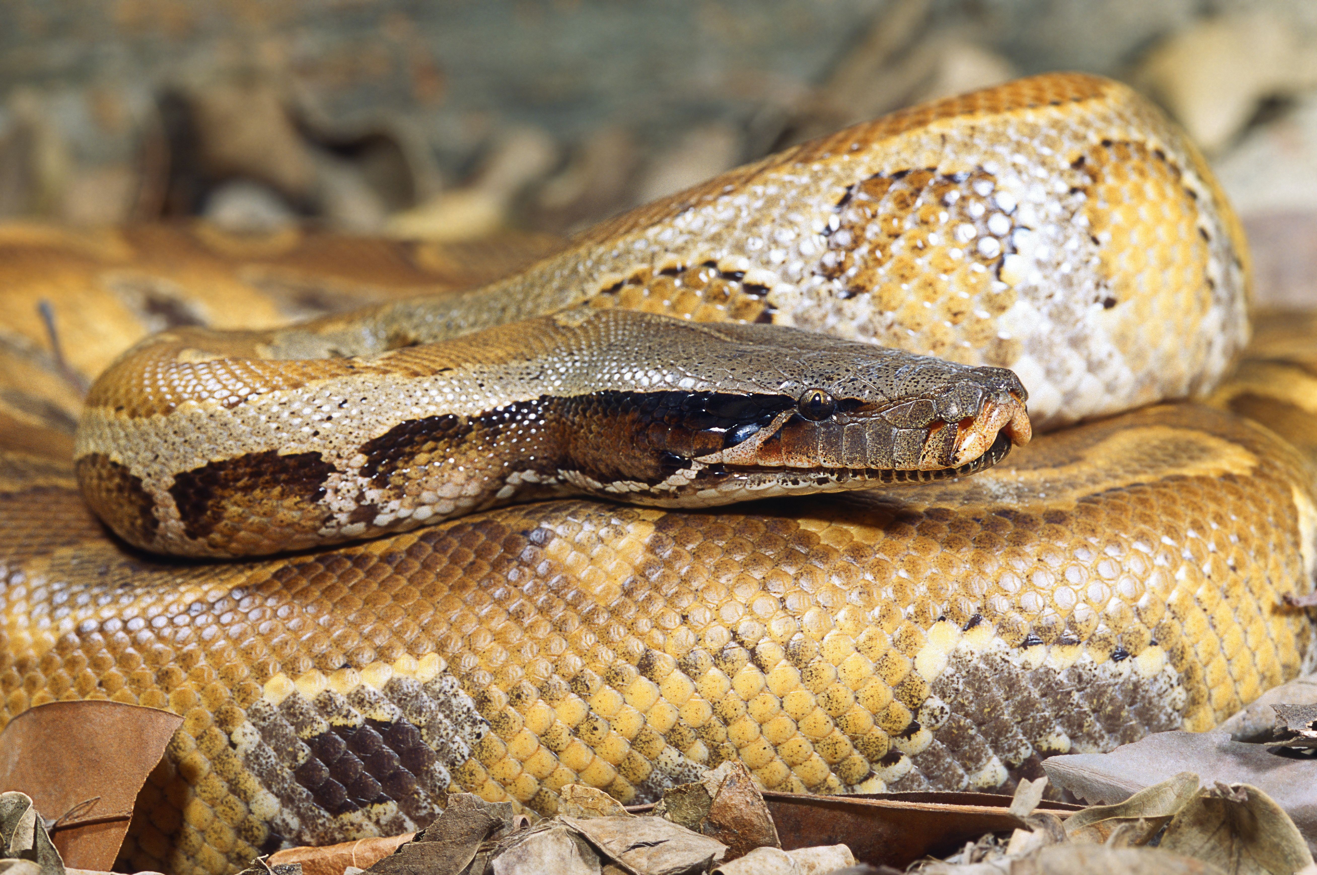 Espécies de cobras comumente mantidas como animais de estimação