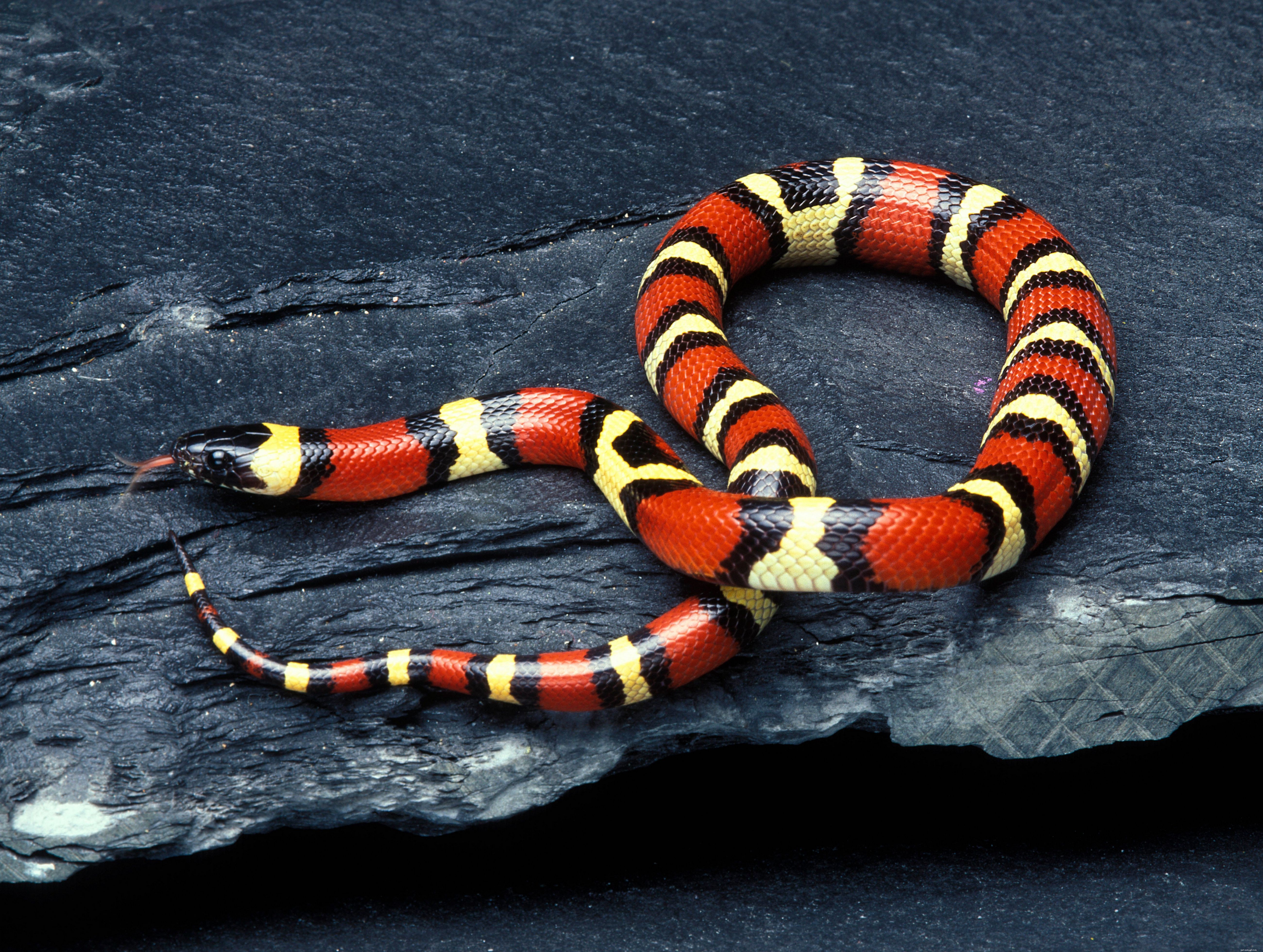 ペットとして一般的に飼われているヘビの種 