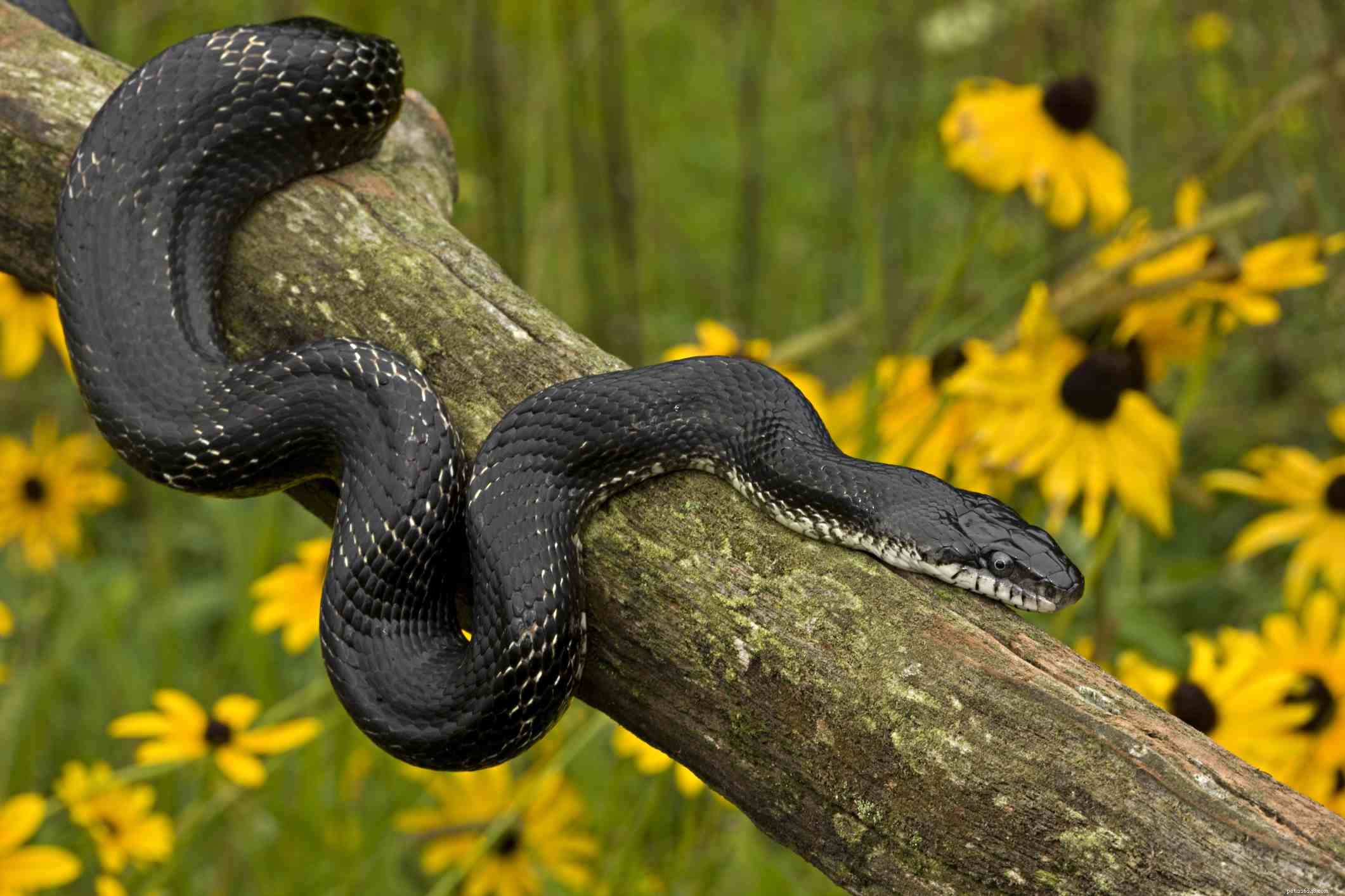 Specie di serpenti comunemente tenute come animali domestici