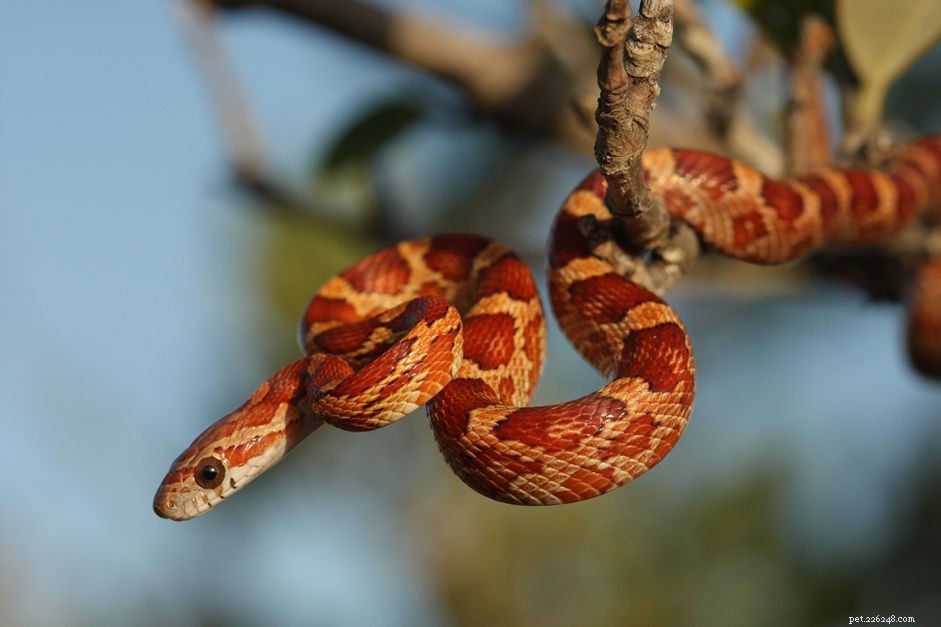 Profil d espèce de serpent des blés