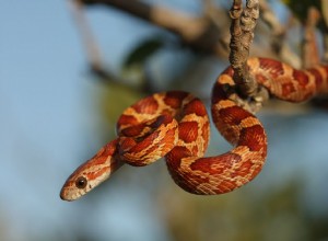 Profil druhu hada kukuřičného
