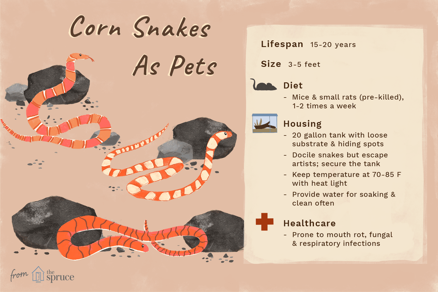 Профиль видов кукурузной змеи