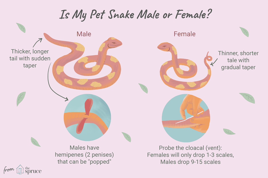 ヘビの性別を決定する方法 