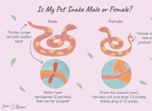 ヘビの性別を決定する方法 