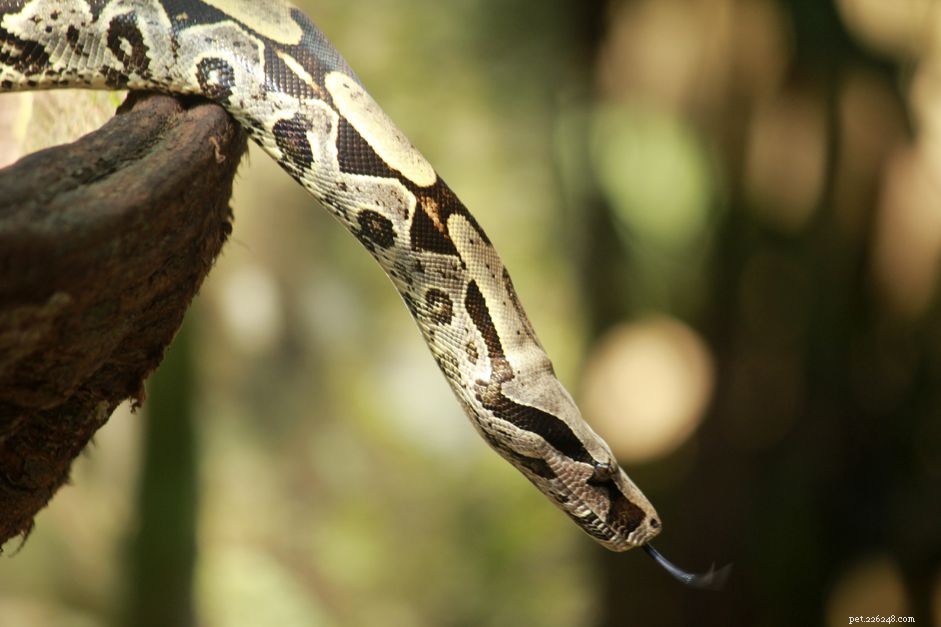 Boa Constrictor:Species Profile